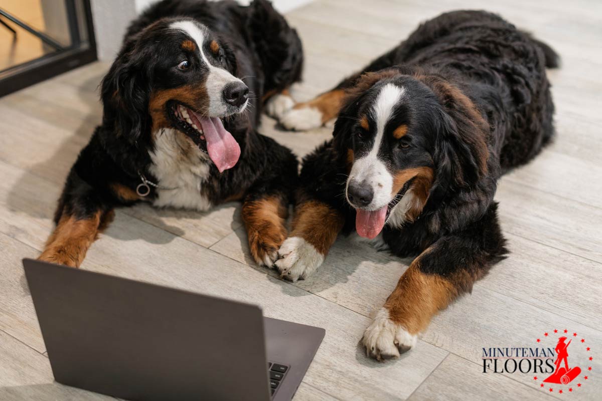 Pet-friendly flooring options for homes with dogs in Manchester, NH